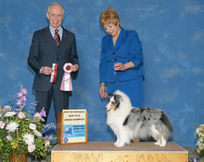 Very happy to announce GCh / Can Ch Viva Soul Last Castle’s Bubble Fantastic ( aka Piper) handled by Carol Ann. On 4-2-2016 in Syracuse, NY, Piper was Best of Opposite for a 4 Point Major completing her Grand Championship Journey under Judge Fred Bassett. Thank you, Carol Ann, for presenting Piper so beautifully.