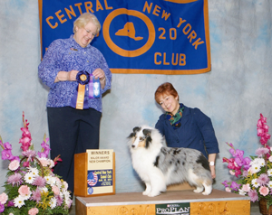 MYNE Training and Boarding Facility celebrates the newest AM/Can Ch Viva Soul Last Castles Bubbles Fantastic who finished Sunday March 30, 2914 at the Central New York Kennel Club Show, handled by Carol Ann, with a major win under respected Judge Sharon Redmer. "Piper" a.k.a."Bubbles", is owned & loved by Ken Marks& Cheryl Marks, finished in Grand Style with 2 Best of Breeds and 5 Best of Winners. There is much happiness in South Korea, Canada and Argyle, NY. Many Thanks to Eileen Seirup and Bob Olson who has handled Piper in the past.