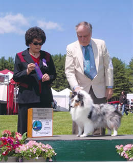 Can Ch. Viva Soul Last Castles Bubble Fantastic First AKC Major on May 17, 2012. Handled by Robert Olson. "Piper/Bubbles" now has 14 points towards her Championship